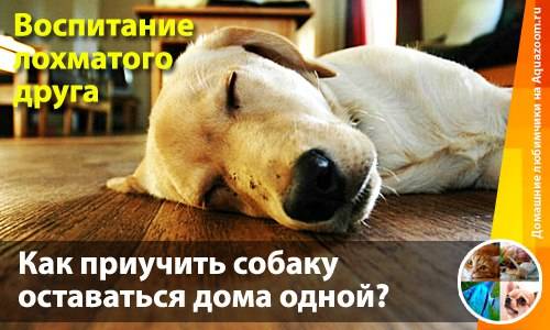 Как приучить собаку спать на улице. как приучить щенка ночью спать