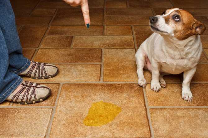 Как отучить собаку метить в квартире: что делать, эффективные способы и методы отучивания