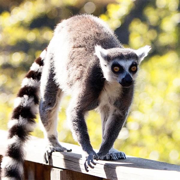 Кошачий или кольцехвостый лемур (лат. lemur catta), фотографии лемуров.