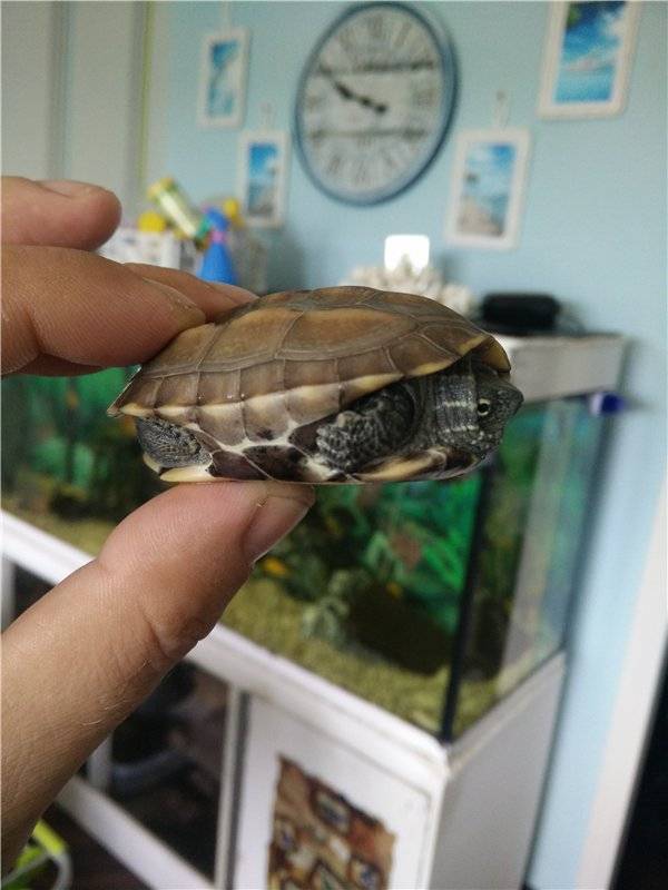 Как выбрать морскую черепаху для дома | блог ветклиники "беланта"