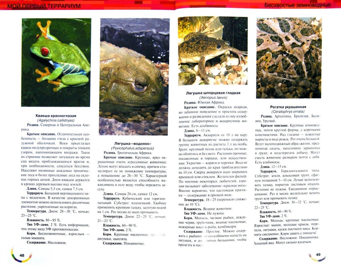 Земляная жаба: чем питается, где обитает, описание и основные виды