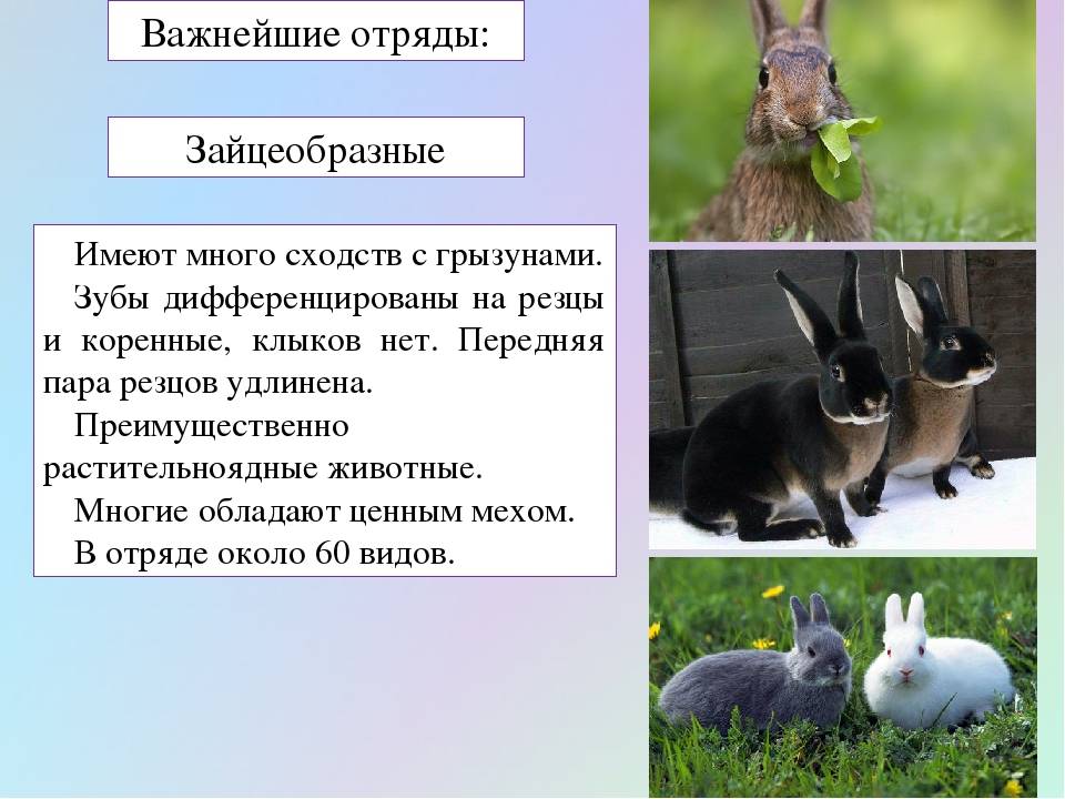 Разница между грызунами и зайцеобразными | сравните разницу между похожими терминами - наука - 2022