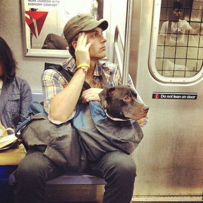 Как правильно перевозить собаку в метро - gafki.ru