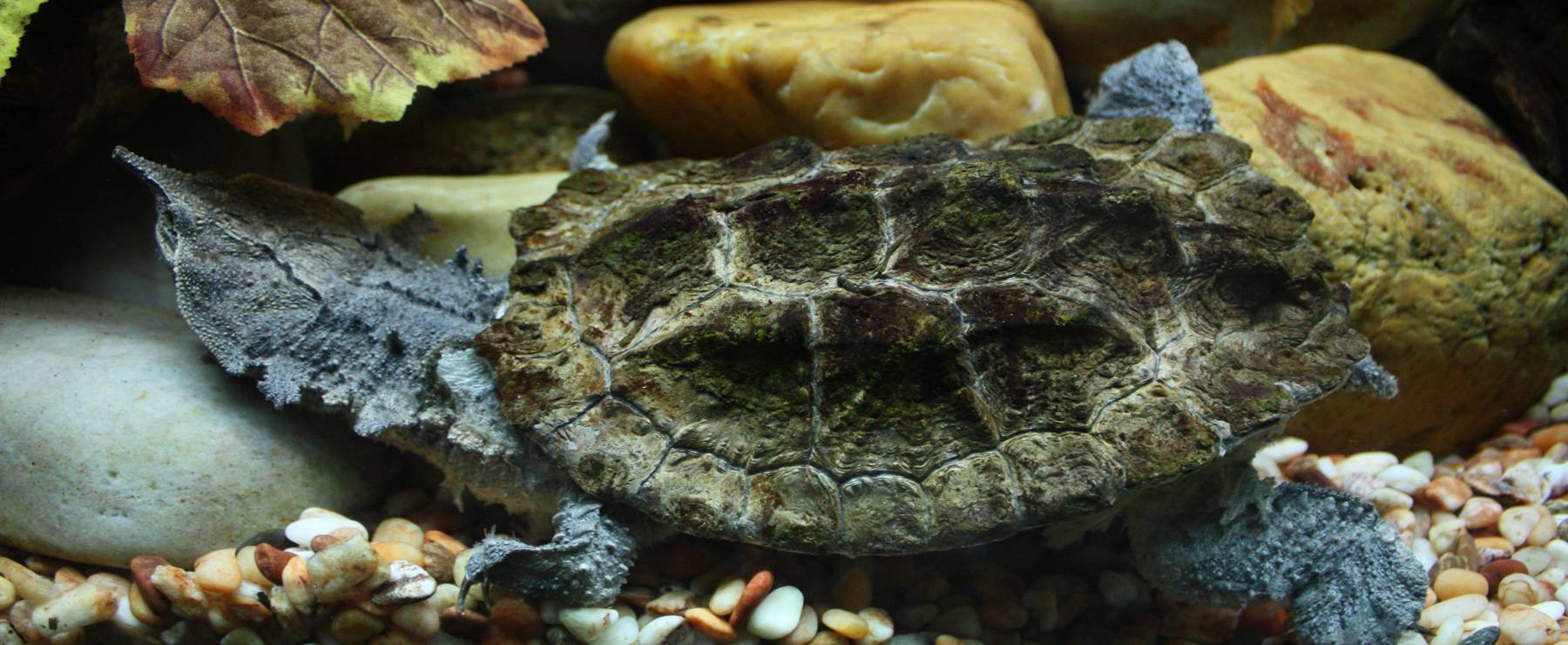 Дальние страны. часть 21. удивительные черепахи (округ маровийн, суринам)