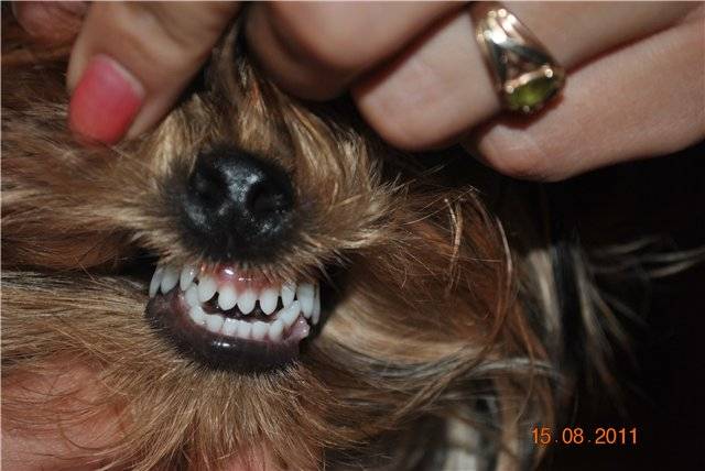 Когда у щенков меняются зубы