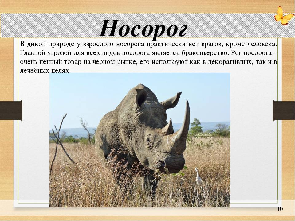 Как называют носорога. Носорог. Носорог красная книга. Носорог в природе. Носорог доклад.
