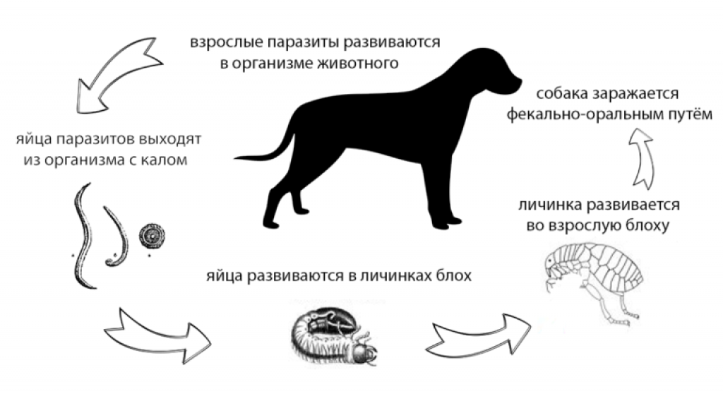 Как определить вид глистов у собаки - wikihow