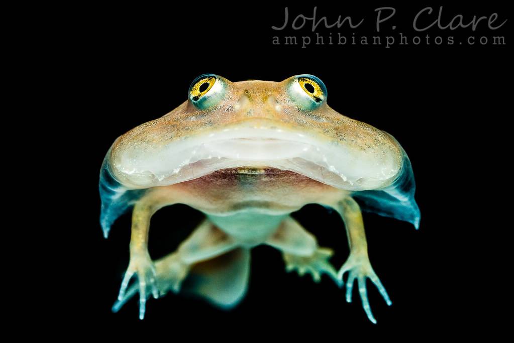 Лягушка баджита (budgett’s frog), или щитоспинки (lepidobatrachus)