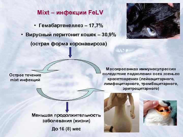 Коронавирус у кошек: симптомы инфекции и лечение
