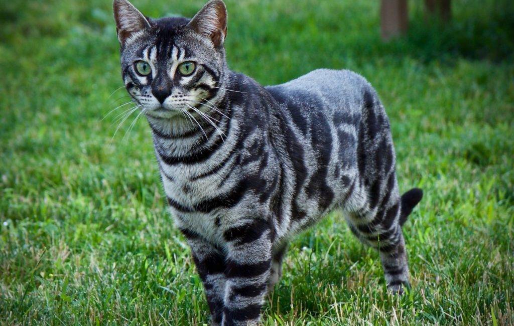 Тигровая кошка - описание, характер, внешний вид
