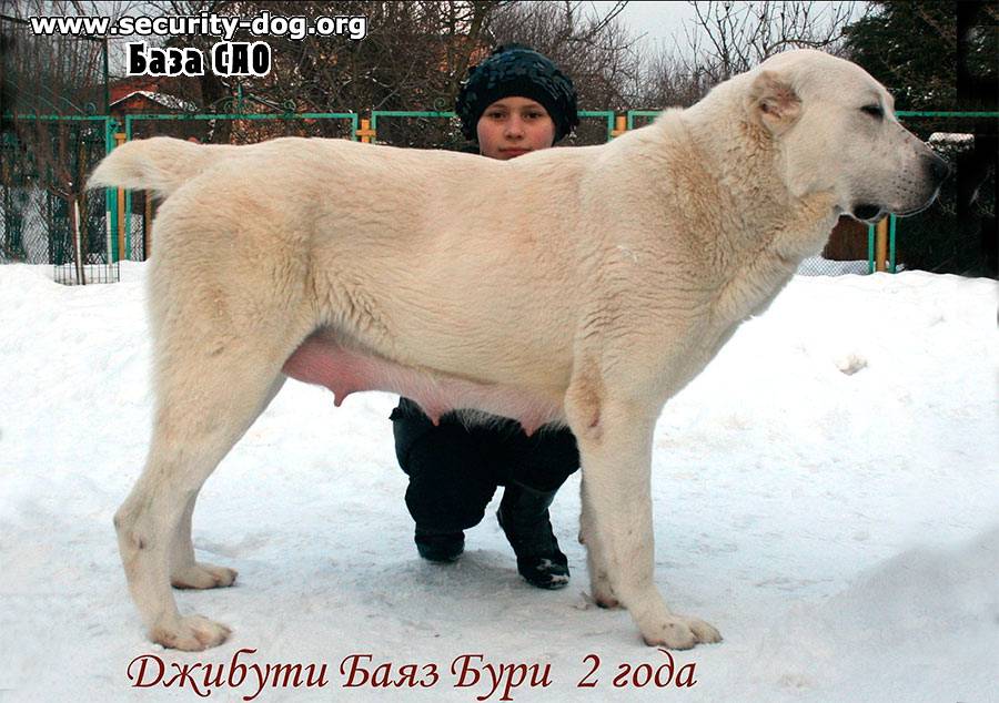 Клички для собак среднеазиатской овчарки: интересные варианты для крупных собак