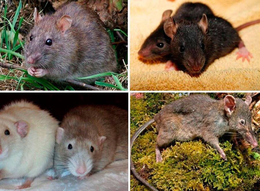 Разновидности мышей в россии, их описание 2021