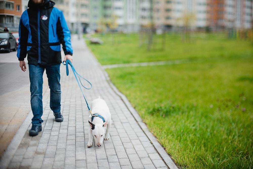 Как выгуливать собаку правильно и сколько раз - сколько нужно гулять с собакой и как часто