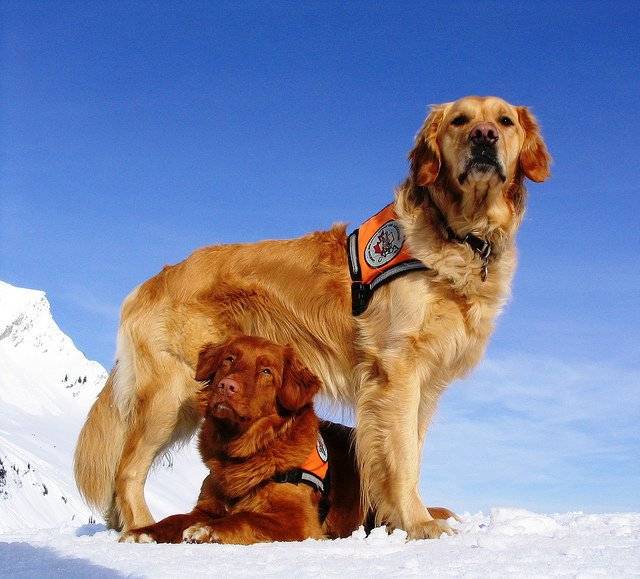 Собака-спасатель — список служебных пород для работы в снежных горах