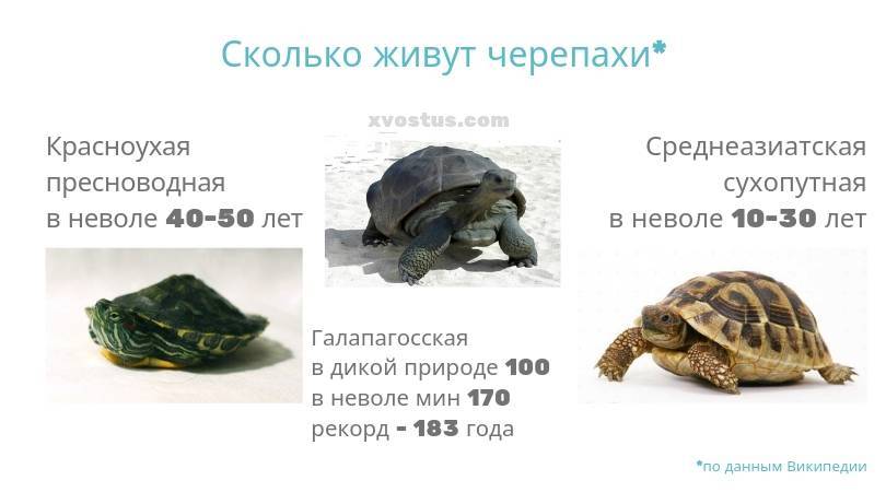 Cколько живут черепахи в домашних условиях: сухопутные, водные, продолжительность жизни в годах