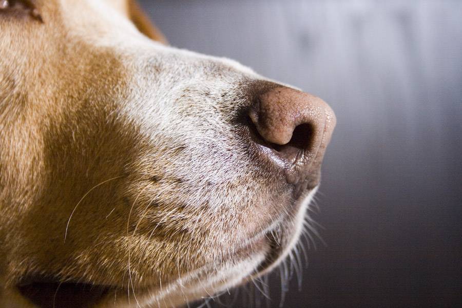 Какой должен быть нос у здоровой собаки