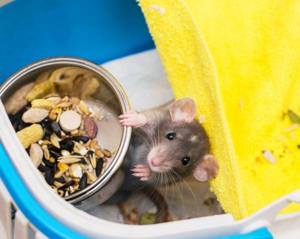 Часто задаваемые вопросы о домашних крысах