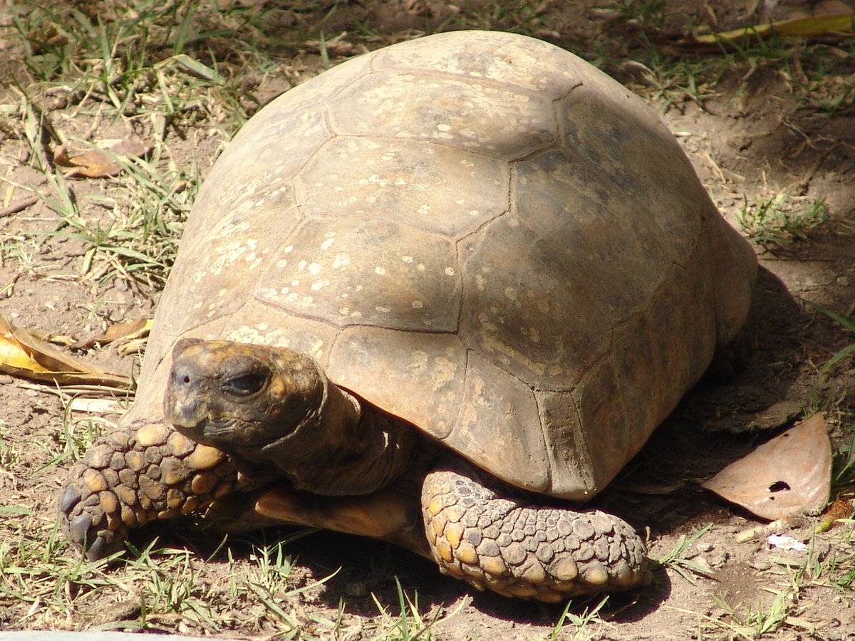 Китайский трионикс — дальневосточная черепаха: описание, особенности содержания в домашних условиях :: syl.ru