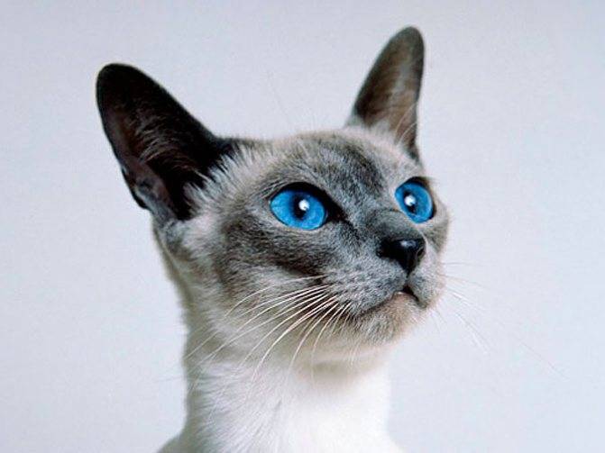 ᐉ косоглазые коты: породы, почему так бывает, знаменитые, 35 фото - zoogradspb.ru