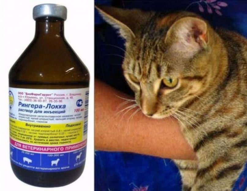 Мастит у кошек: симптомы, причины и лечение в домашних условиях