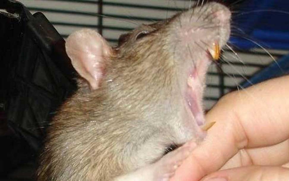 Почему моя крыса кусает меня? | домашние животные
