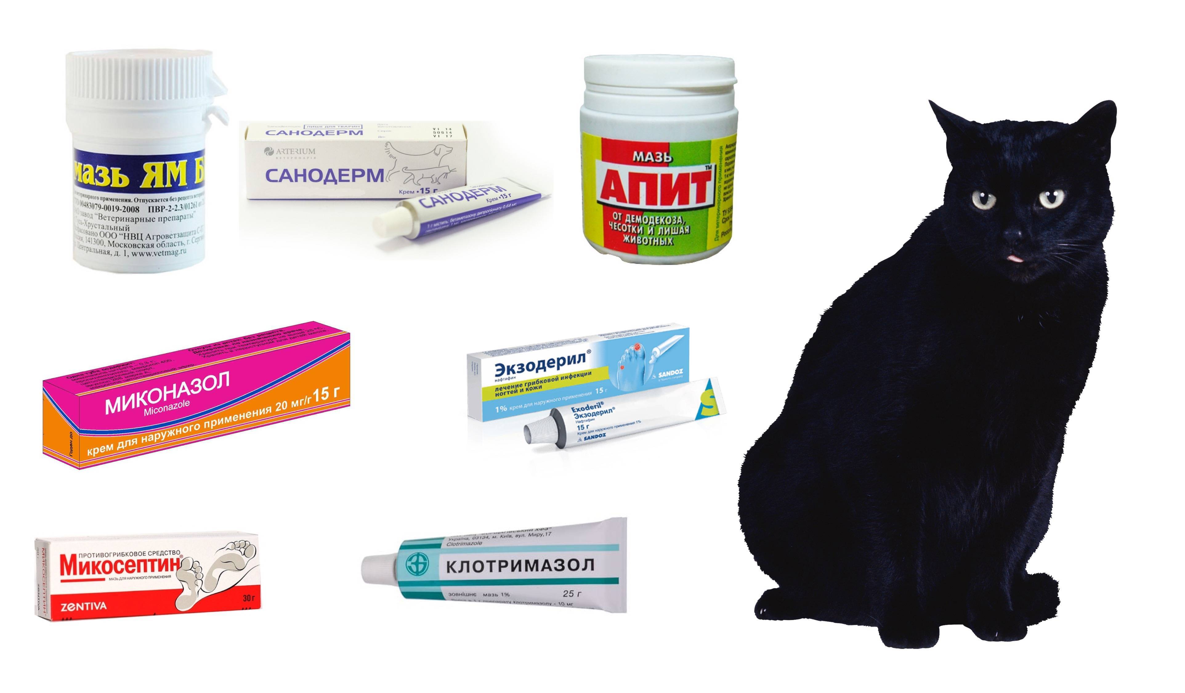 Чем обработать коту рану: лечение мокнущих и гнойных повреждений у кошек в домашних условиях, мази для заживления