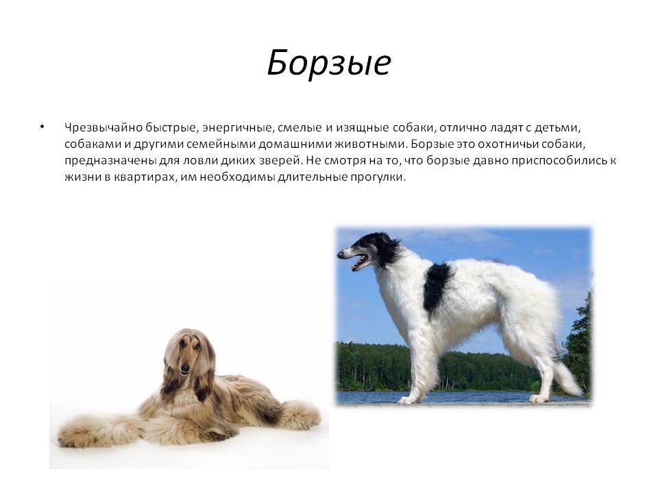 Русская псовая борзая: история породы, характер, воспитание щенка