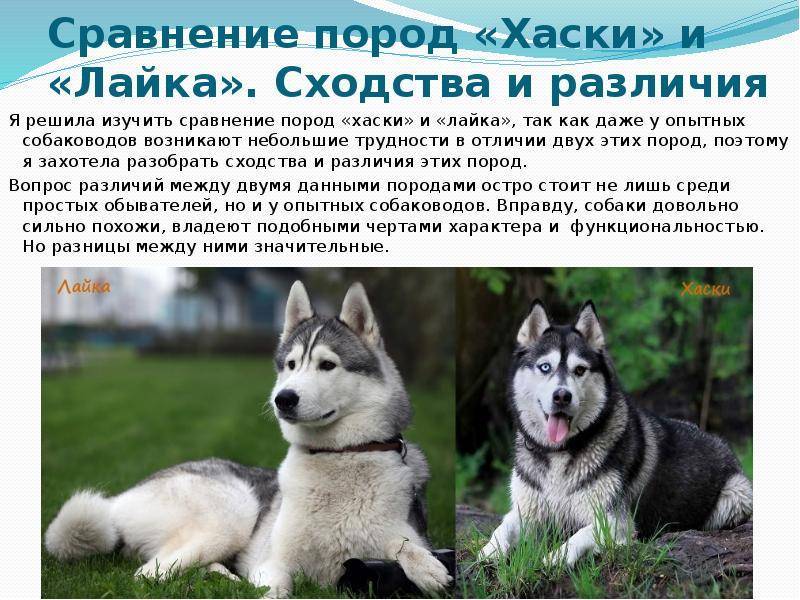Помесь лайки и хаски: особенности собак, характеристика | medeponim.ru