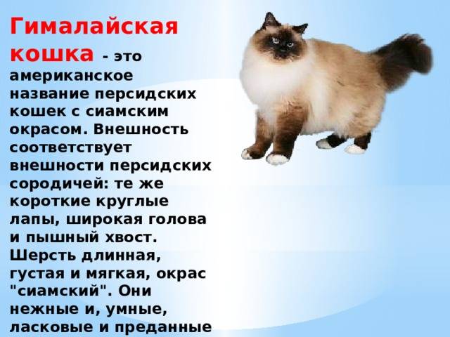 Гималайская кошка: фото, цены, характер породы, описание, видео
гималайская кошка: фото, цены, характер породы, описание, видео