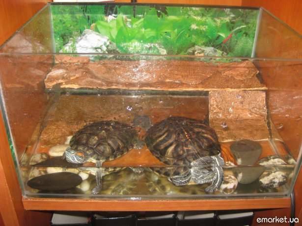 Красноухая черепаха в домашних условиях: опыт содержания — блог анатолия бузова