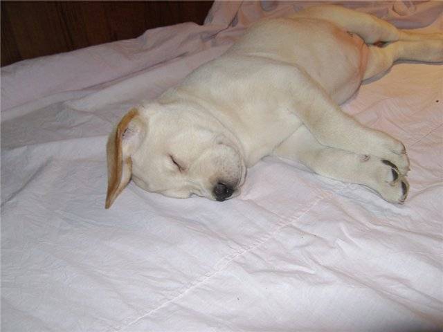 Собака не хочет спать на своем месте. как приучить собаку спать на своем месте? где разместить собачье место