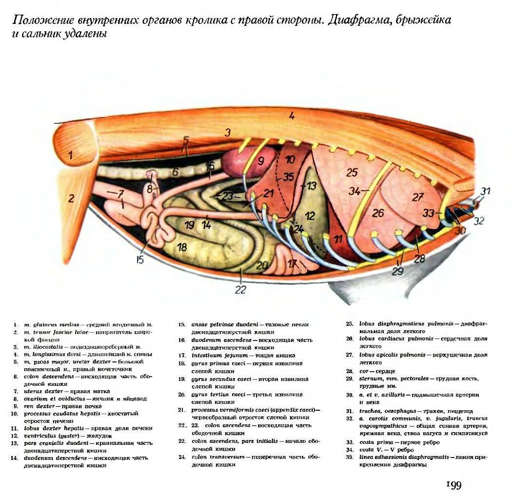 Внутренние органы кошек (анатомические особенности)