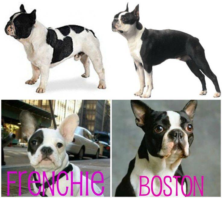 Почему бостон-терьер — идеальная собака?