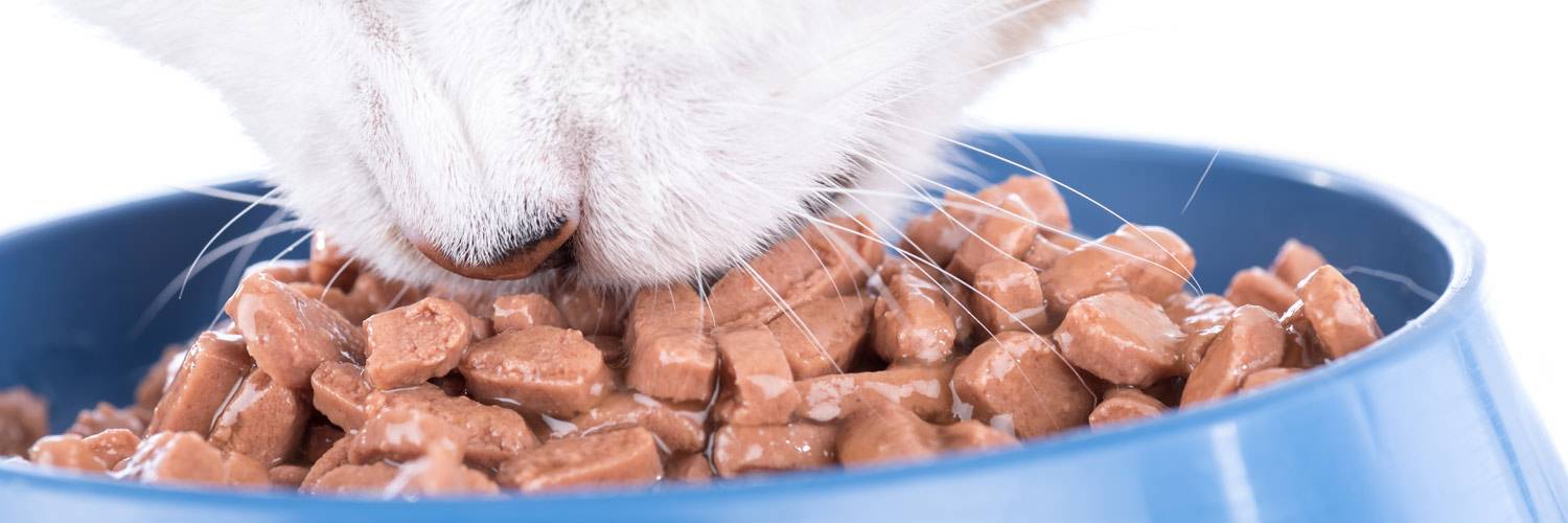 Питание кошки после болезни или операции