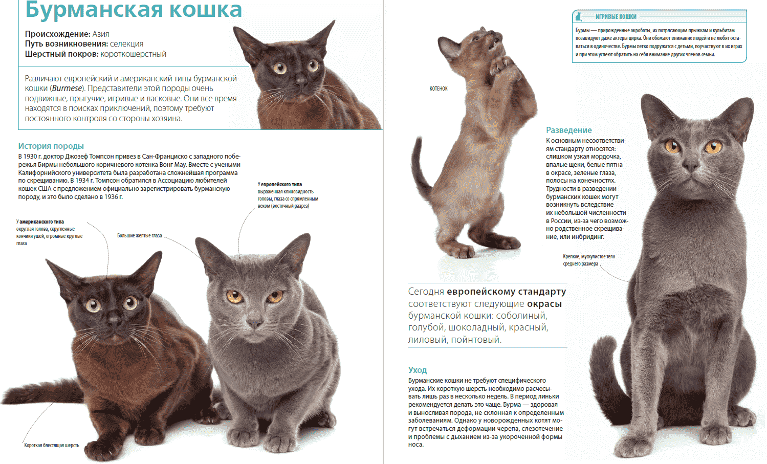 Тонкинская кошка (тонкинез): описание и характер породы, уход
