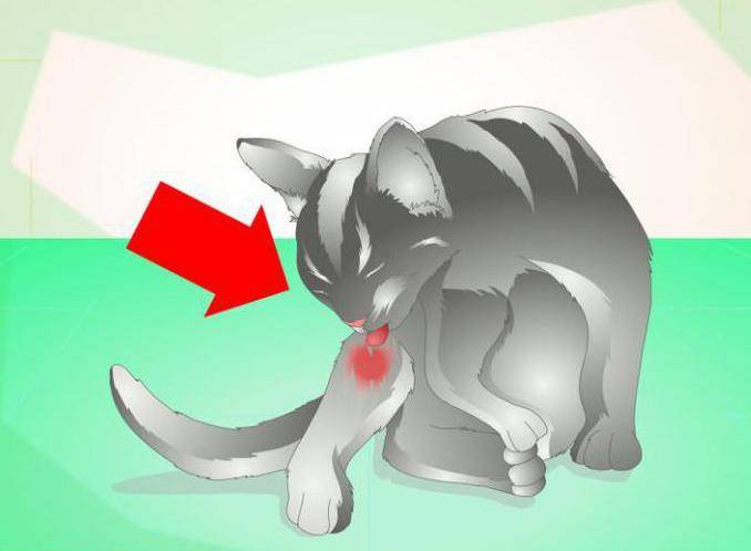 Параанальные железы у кошек: их функции, а также причины и лечение воспалительного процесса