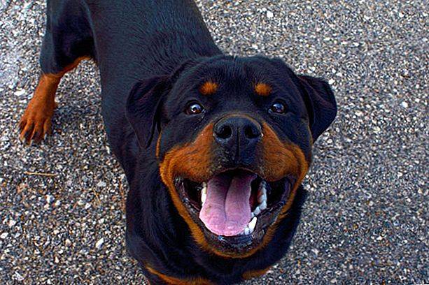 Сила укуса собак разных пород таблица. у какой собаки самые сильные челюсти? самые сильные челюсти у собак. топ пород