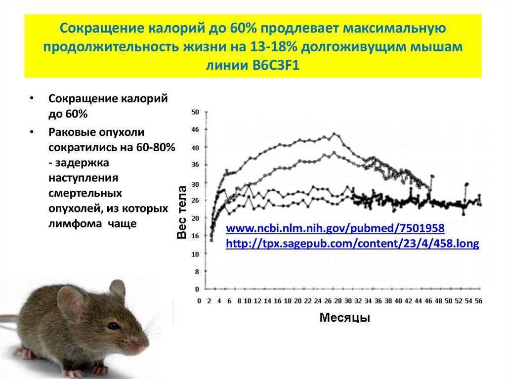 Сколько живут мыши — что влияет положительно. продолжительность жизни мышей