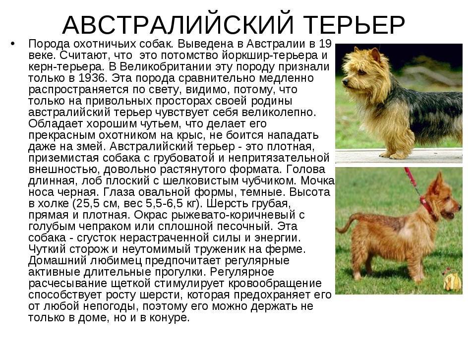 Порода собак норфолк-терьер и ее характеристики с фото