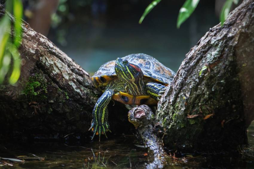 Красноухая черепаха — виды, описание, уход