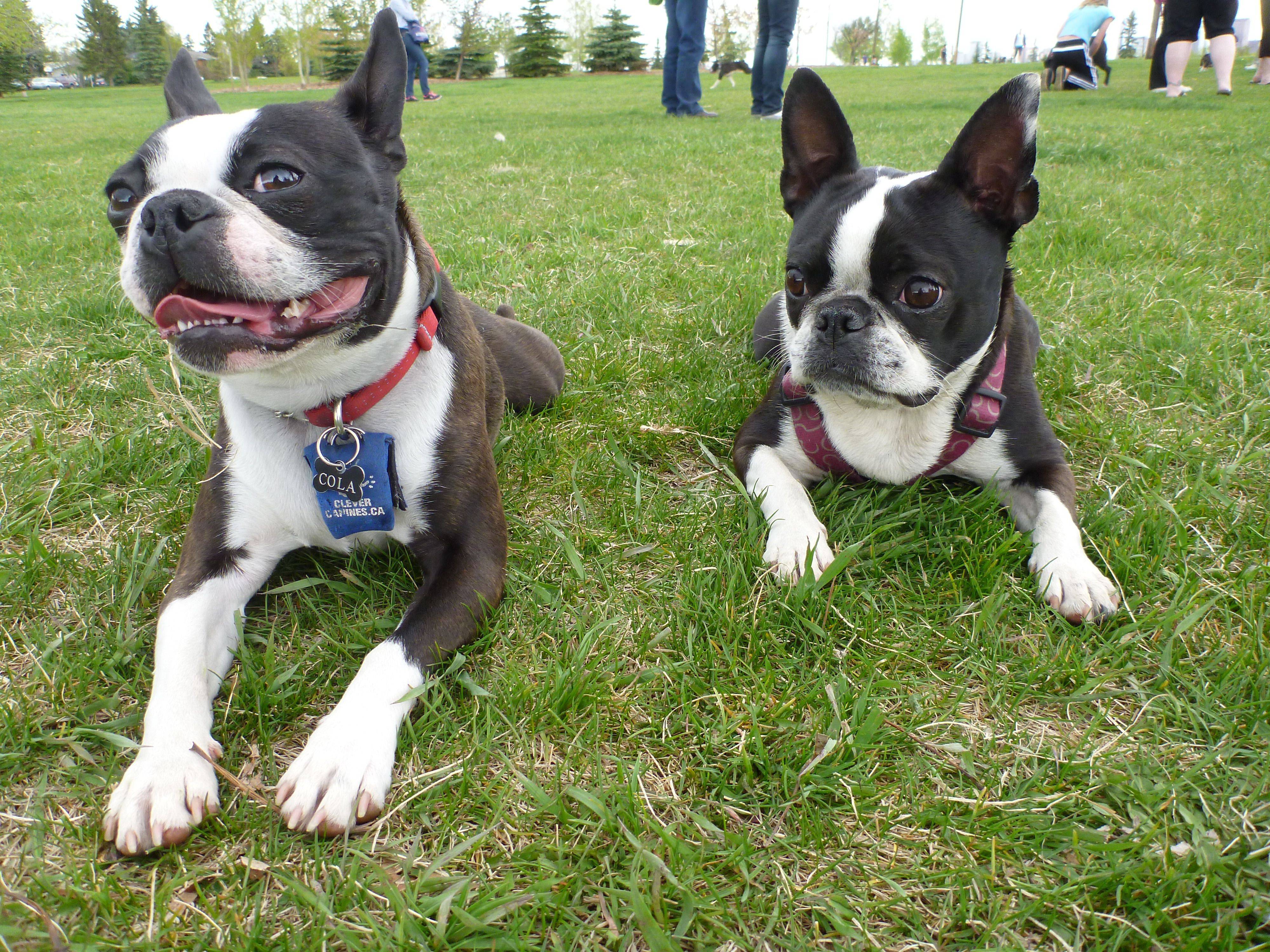 Бостон терьер и французский бульдог отличия – boston terrier