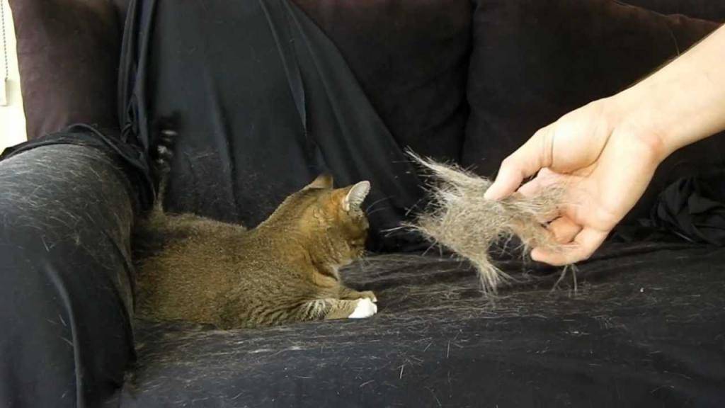 Кошка блюёт шерстью: причины, симптомы, способы лечения, профилактика
