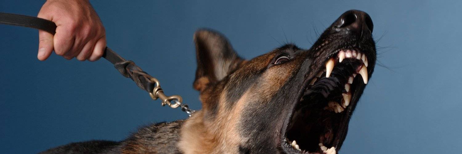 8 причин, почему собака грызет свой хвост до крови: что делать и как лечить