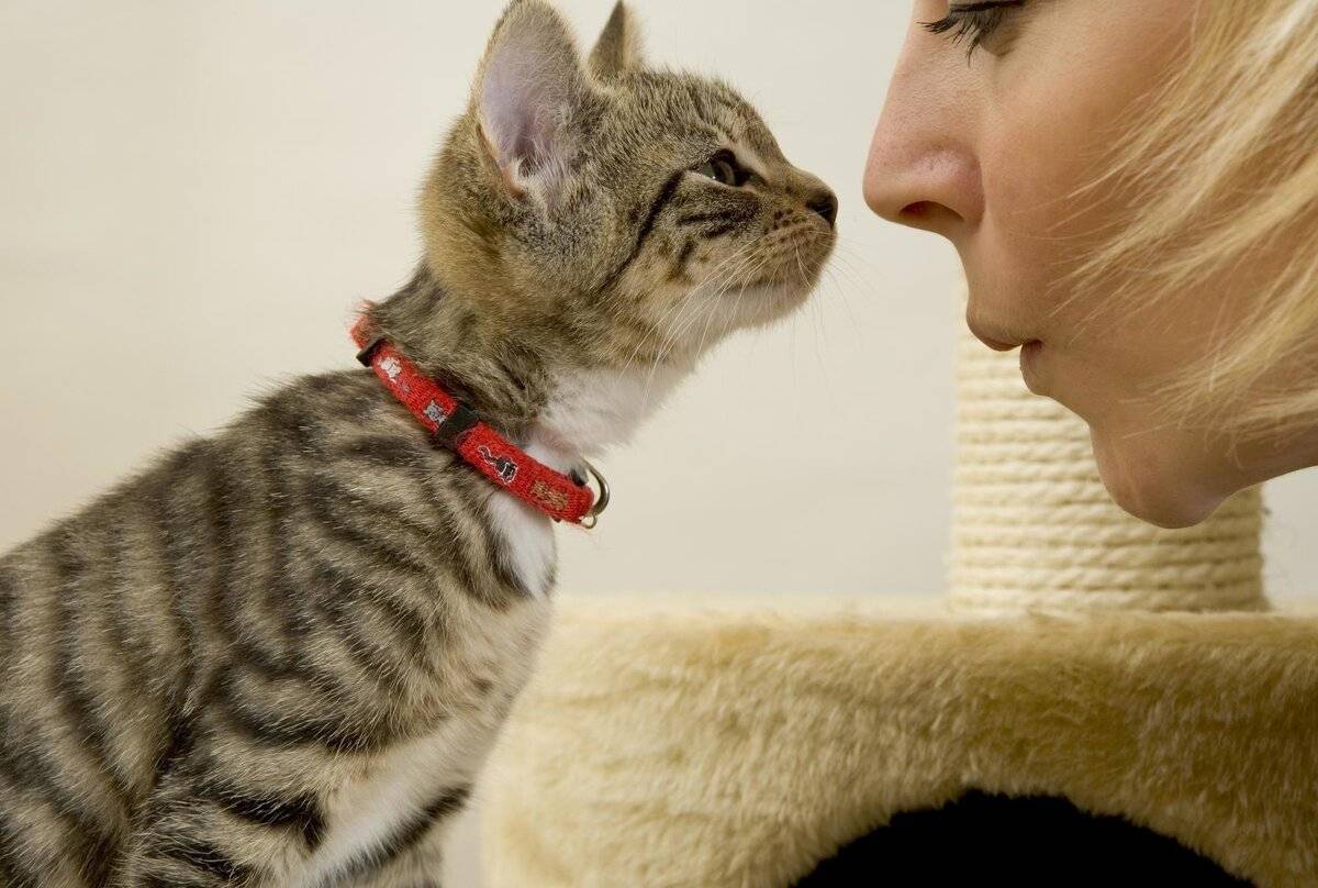 Понимают ли кошки человеческую речь: как это выражается, мнения ученых и заводчиков