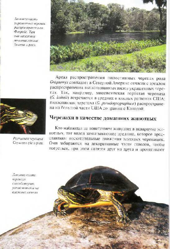 Как определить смерть красноухой черепахи: черепаха не двигается