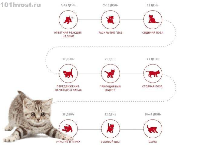Как определить возраст котенка: по внешнему виду, телосложению, весу, зубам и поведению