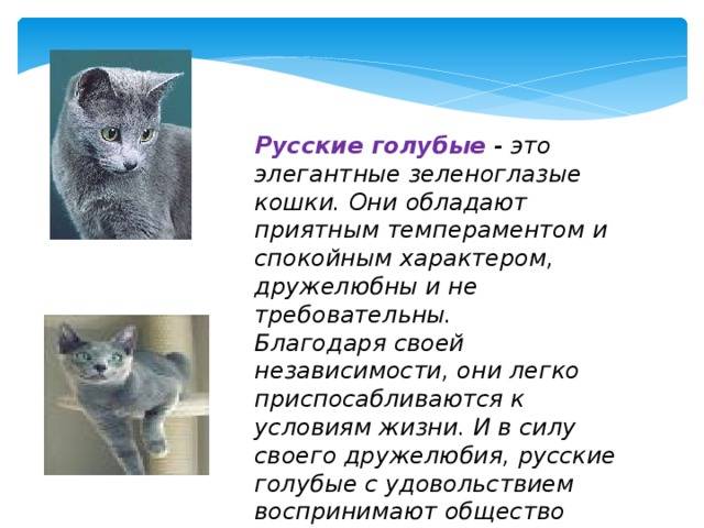 Содержание русской голубой кошки – советы и рекомендации