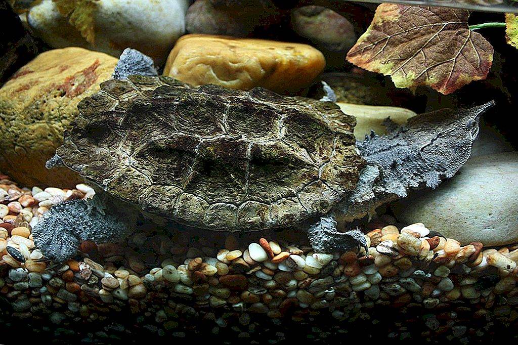 Звездчатая черепаха: уход в домашних условиях,фото | аквариумные рыбки