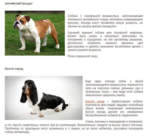 Бассет-хаунд ????: описание породы, характер, содержание и уход, фото собаки