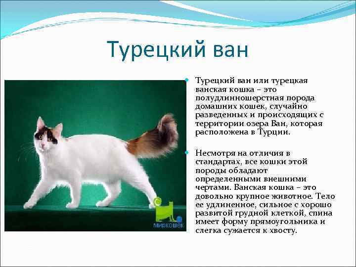 Турецкая ванская кошка. описание породы, фото :: syl.ru